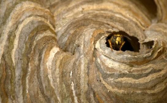 Apiguard w pasiece – zastosowanie i działanie w walce z warrozą pszczół