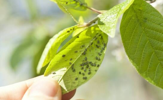 Apiwar – działanie, zastosowanie i wpływ na zdrowie pszczół w pasiece