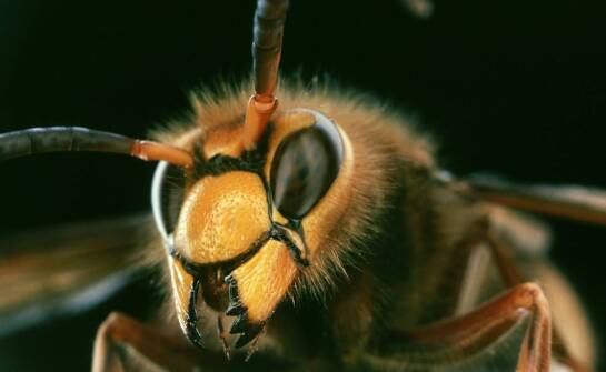 Thymovar jako wsparcie pasiek – mechanizm działania i wpływ na warrozę