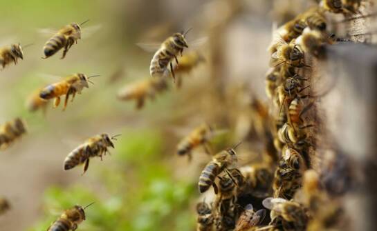 Thymovar – jak wspiera utrzymanie zdrowych pszczół w nowoczesnych pasiekach