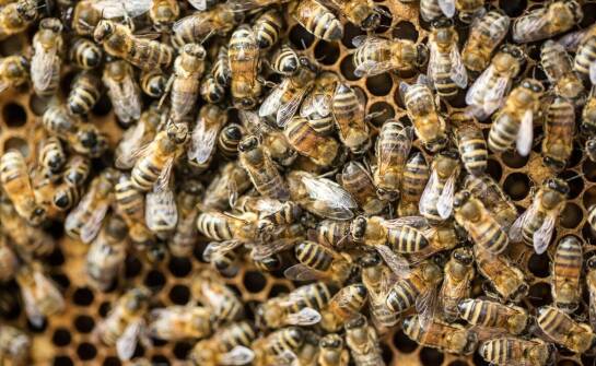 Thymovar – właściwości, zastosowanie i wpływ na kondycję rodzin pszczelich