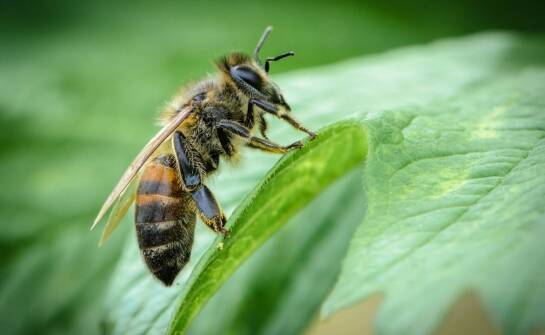 Thymovar w zwalczaniu pasożytów pszczół – istotne fakty i praktyczne wskazówki