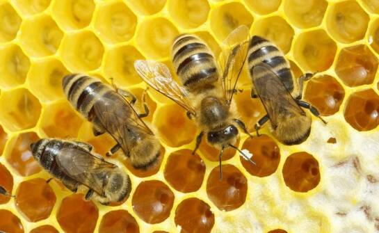 Varomed – skuteczne rozwiązanie wspierające zdrowie rodzin pszczelich