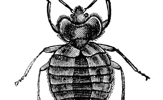 Varomed – zastosowanie i wpływ na ochronę pszczół przed warrozą