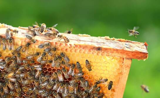 Biowar w pasiekach – najważniejsze fakty dotyczące ochrony pszczół