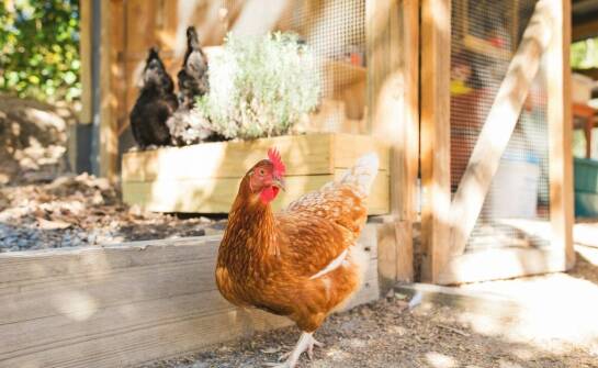Inspiracje i praktyczne pomysły na funkcjonalny kurnik w gospodarstwie