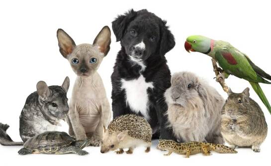 Najważniejsze zagadnienia zootechniczne – podstawy i aktualne trendy