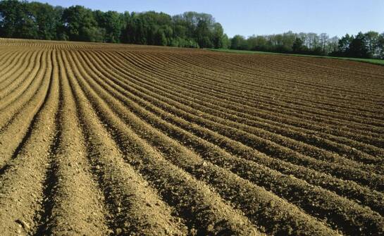 Najważniejsze cechy dobrego materiału siewnego – jak wybrać odpowiedni