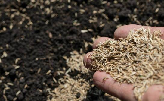 Jak wybrać nasiona do siewu i na co zwrócić uwagę przed sezonem