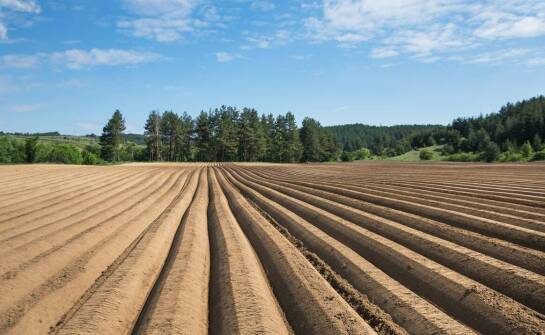 Najważniejsze fakty o materiałach siewnych – klucz do udanych upraw