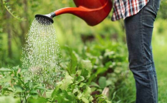 Nawozy mineralne i organiczne – zastosowanie, rodzaje oraz korzyści dla upraw