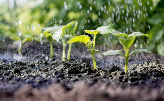 Jak wybrać skuteczny nawóz do ogrodu i zwiększyć plony roślin uprawnych