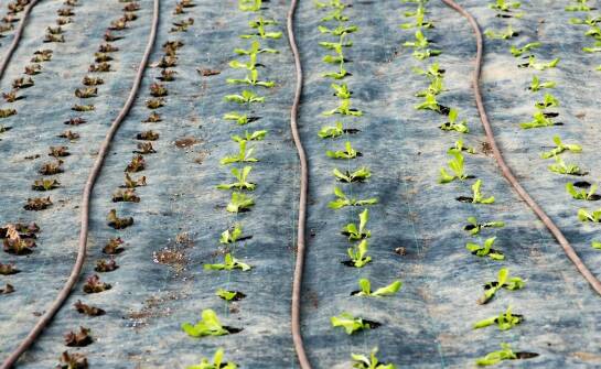 Czy agrotkanina czarna wymaga specjalnego montażu?