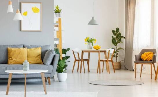 Przewodnik po najciekawszych aranżacjach z użyciem sansevieria trifasciata moonshine