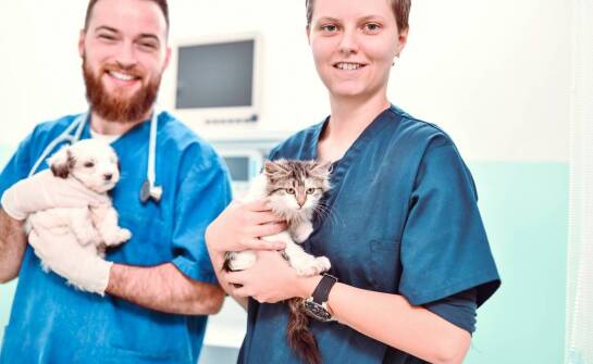 Dlaczego warto rozpocząć naukę w technikum weterynarii w dowolnym momencie?