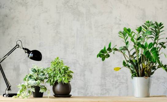 Jakie błędy najczęściej popełniamy przy pielęgnacji epipremnum zwisajace?