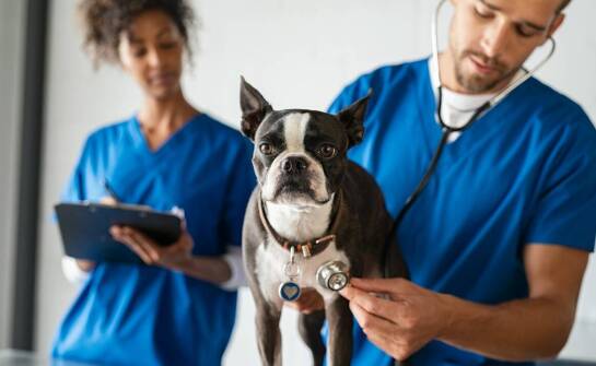 Rola kardiologii w profilaktyce chorób serca u zwierząt