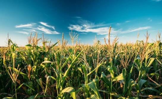 Jak zwiększyć wydajność kukurydzy na mało urodzajnych ziemiach?