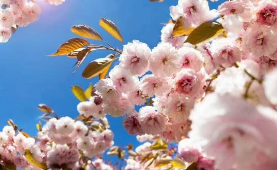 Najlepsze praktyki pielęgnacji derenia kousa schmetterling dla początkujących ogrodników