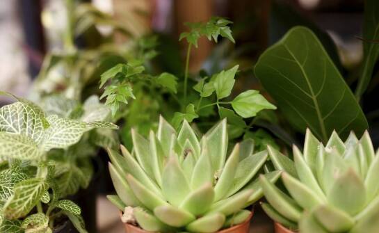 Ficus Moonshine – jak chronić przed szkodnikami i chorobami?