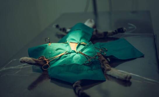 Wpływ jakości nożyczek Metzenbaum na efektywność operacji weterynaryjnych