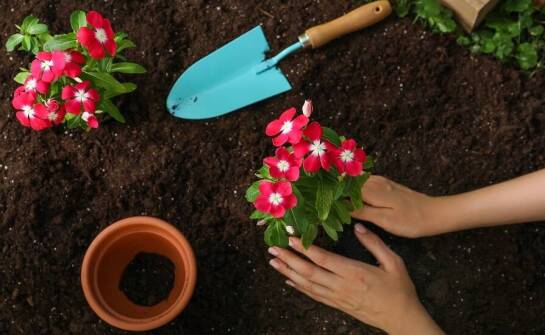 Jak porady ze sklepu ogrodniczego mogą pomóc w pielęgnacji roślin?