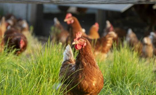 Jakie korzyści płyną z posiadania nowoczesnej wolierki dla kur?