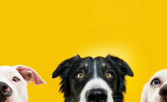 Profesjonalna karma dla psów – jak wpływa na poziom energii pupila?