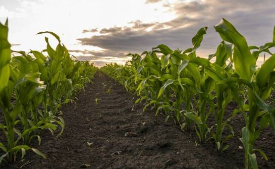 Jakie cechy powinna mieć kukurydza przeznaczona na trudne warunki glebowe?
