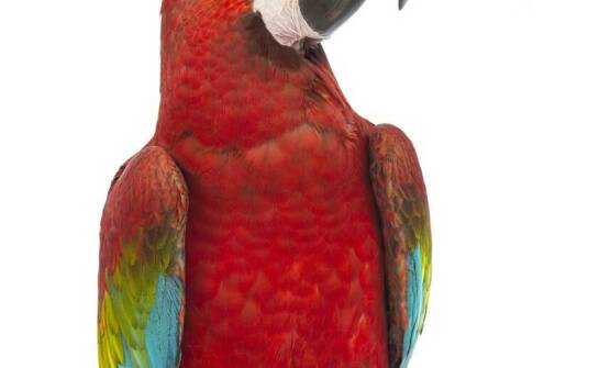 Jak suplementy diety wpływają na kondycję ptaków w hodowli?