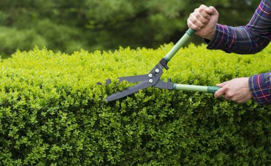 Pielęgnacja ogrodów: jak specjaliści dbają o zielone przestrzenie?