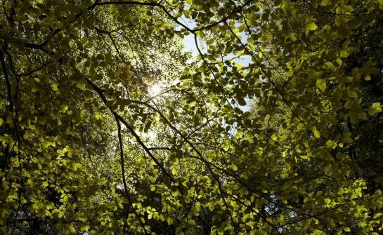Jak opinie dendrologiczne przyczyniają się do poprawy jakości powietrza?