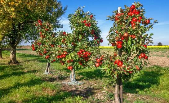 Wpływ drzew owocowych kolumnowych na estetykę ogrodu
