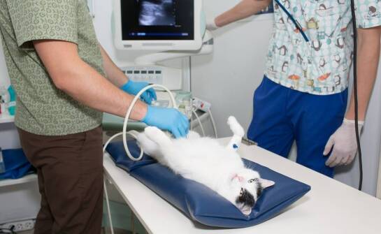 Diagnostyka obrazowa w weterynarii: kiedy warto wykonać USG tarczycy?