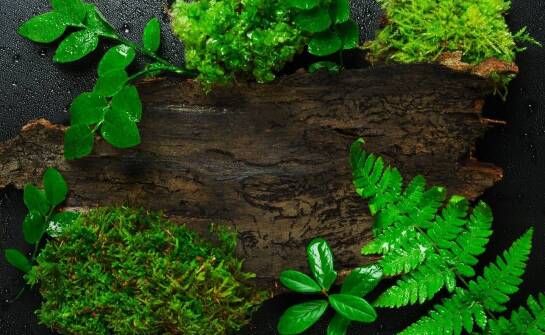 Przewodnik po naturalnych produktach leśnych – co warto wiedzieć?