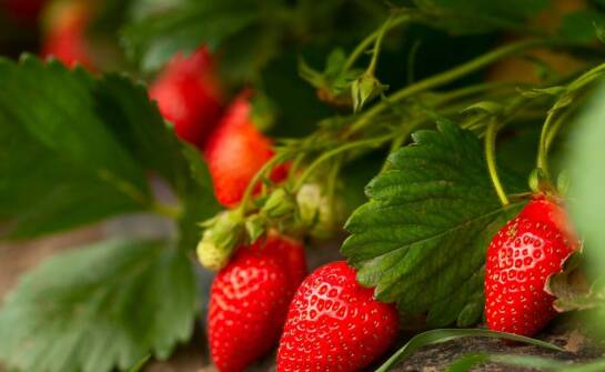 Dlaczego warto odwiedzić kaszubskie plantacje truskawek osobiście?