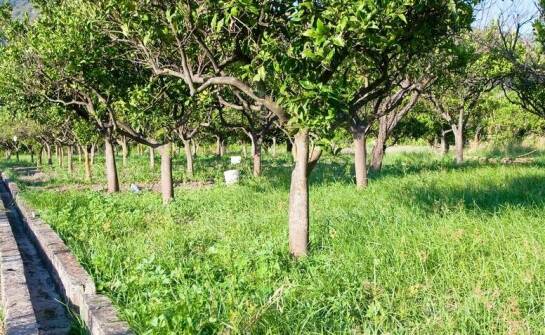 Jak poidło pastwiskowe wpływa na zdrowie zwierząt?