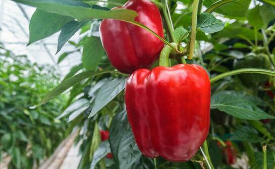 Jakie są najważniejsze korzyści z pracy w szklarniach w Holandii?