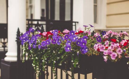 Jak skrzynki balkonowe z nawadnianiem wspierają rozwój roślin?