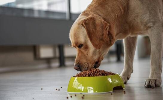 Dlaczego warto wybierać suchą karmę z dodatkiem prebiotyków?