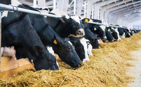 Zalety stosowania autonomicznych systemów żywienia w gospodarstwach mlecznych