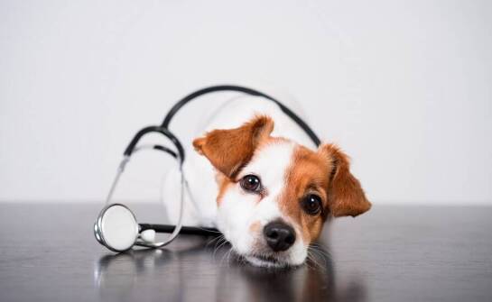 Jakie usługi z zakresu dermatologii oferuje klinika weterynaryjna?