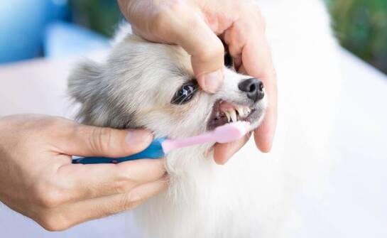 Dlaczego warto dbać o profilaktykę stomatologiczną u małych zwierząt?