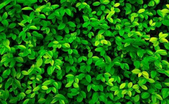 Jak prawidłowo przycinać laurowiśnię czerwoną, aby zachować jej kształt?