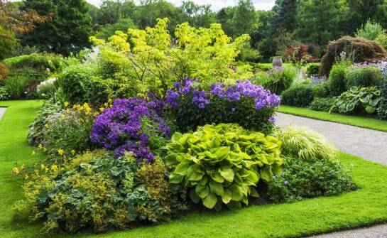 Dlaczego lipa drobnolistna jest idealnym wyborem dla Twojego ogrodu?