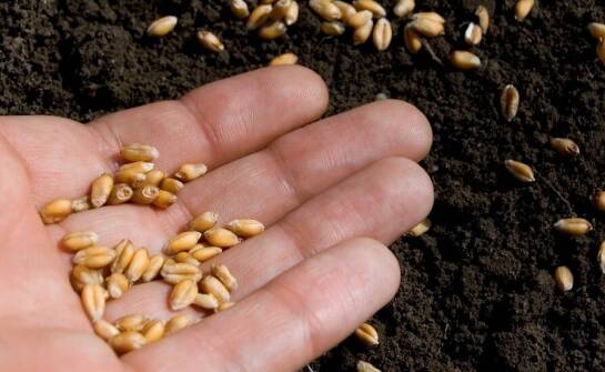 Dlaczego warto wybierać nasiona od sprawdzonych dostawców?