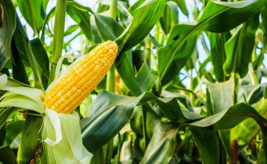 Najlepsze praktyki w zarządzaniu uprawami z wykorzystaniem nasion kukurydzy Kluczbork.