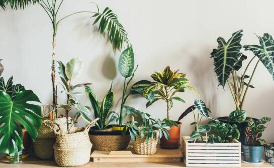 Jakie aspekty ekologiczne warto brać pod uwagę przy wyborze odświeżaczy powietrza?