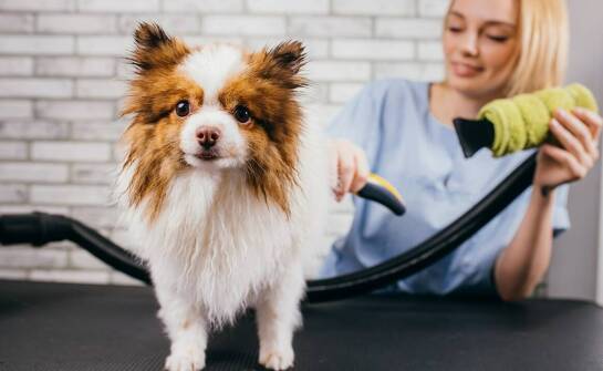 Jak pielęgnacja sierści wpływa na zdrowie skóry psa?