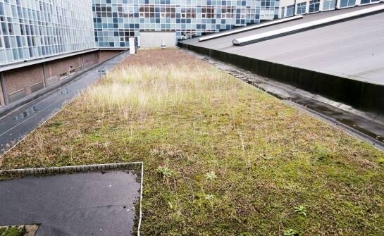 Zalety zastosowania rozchodników na dachach zielonych